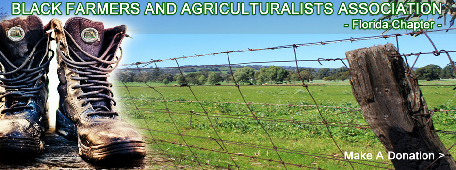 Floridablackfarmers.org is the official website for Black Farmers seeking advocacy and support to reclaim the harvest.